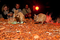 Visitors of the Nocturnal Tour watching Rufous Hare-wallabies (Lagorchestes hirsutus). Captive. Desert Park, Alice Springs, Northern Territory.