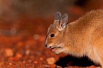 Rufous Hare-wallaby (Lagorchestes hirsutus) in profile. Captive. Desert Park, Alice Springs, Northern Territory.