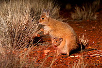 Rufous Hare-wallaby (Lagorchestes hirsutus) with joey peeking from mother's pouch. Captive. Desert Park, Alice Springs, Northern Territory.