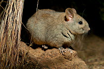 Greater stick-nest Rat (Leporillus conditor). Captive. Desert Park, Alice Springs, Northern Territory.