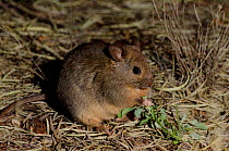Greater stick-nest Rat (Leporillus conditor). Captive. Desert Park, Alice Springs, Northern Territory.