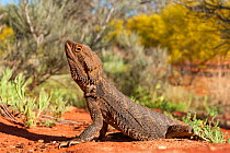 Central / Inland Bearded Dragon (Pogona vitticeps) basking. Alice Springs, Northern Territory.