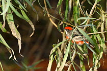 Crimson Chat (Epthianura tricolor). Desert Park, Alice Springs, Northern Territory.