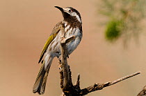 White-fronted Honeyeater (Purnella / Phylidonyris albifrons). Captive. Desert Park, Alice Springs, Northern Territories.