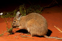 Rufous hare-wallaby (Lagorchestes hirsutus). Desert Park, Alice Springs, Northern Territory.