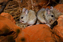 Plains Rats (Pseudomys australis). Captive. Desert Park, Alice Springs, Northern Territory.