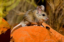 Plains Rat (Pseudomys australis). Captive. Desert Park, Alice Springs, Northern Territory.