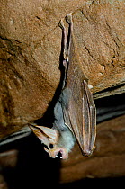 Australian False Vampire Bat / Ghost Bat (Macroderma gigas) roosting. Captive. Desert Park, Alice Springs, New Territories.