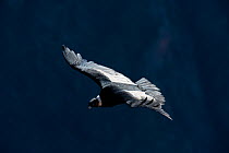Andean Condor (Vultur gryphus) in flight. Chivay, Arequipa, Peru, July.