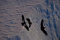 Andean Condors (Vultur gryphus) in flight. Chivay, Arequipa, Peru, July.