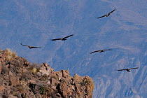Andean Condor (Vultur gryphus) in flight. Chivay, Arequipa, Peru, July.