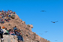 Andean Condor (Vultur gryphus) in flight over crowds of people watching the birds. Chivay, Arequipa, Peru, July.