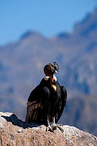Andean Condor (Vultur gryphus) portrait. Chivay, Arequipa, Peru, July.