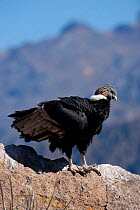 Andean Condor (Vultur gryphus). Chivay, Arequipa, Peru, July.