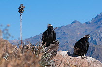 Andean Condors (Vultur gryphus) alighted in dry mountainous habitat Chivay, Arequipa, Peru, July.