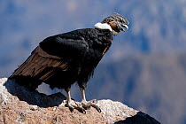 Andean Condor (Vultur gryphus) in profile. Chivay, Arequipa, Peru, July.