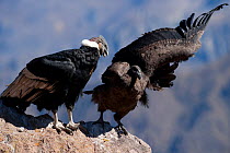 Andean Condor (Vultur gryphus) adult with juvenile landing. Chivay, Arequipa, Peru, July.