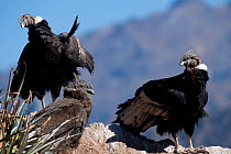 Andean Condors (Vultur gryphus). Chivay, Arequipa, Peru, July.