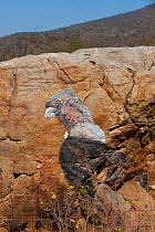Rock painting of Andean Condor (Vultur gryphus). Chaparri Ecolodge, Chaparri reserve, Chiclayo, Lambayeque, Peru.