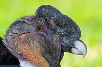 Andean Condor (Vultur gryphus) portrait. Chivay, Arequipa, Peru, July.