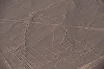 'The Parrot', one of the patterns of the Nazca Lines. These are lines and patterns made around 300-600 AD by removing stones from the desert floor to expose the ground beneath. Their purpose remains u...