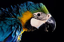 Blue-and-yellow Macaw (Ara ararauna) in profile against a black background.