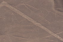 'The Whale', one of the patterns of the Nazca Lines. These are lines and patterns made around 300-600 AD by removing stones from the desert floor to expose the ground beneath. Their purpose remains un...
