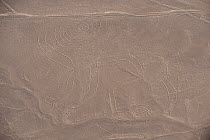 'The Monkey', one of the patterns of the Nazca Lines. These are lines and patterns made around 300-600 AD by removing stones from the desert floor to expose the ground beneath. Their purpose remains u...