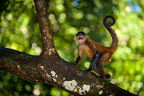 Black-handed Spider Monkey (Ateles geoffroyi) walking across branch with curled tail. These monkeys have been captively bred and are being prepared for release into their natural forest habitat. Zoo A...