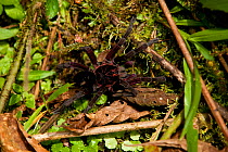 Mygalomorph Spider (Mygalomorpha sp.) San Jose del Palmar, El Cairo, Choco, Valle del Cauca, Colombia.
