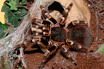 Whitebanded / Brazilian White-kneed Tarantula (Acanthoscurria geniculata). Captive. Tenerife, Canary Islands. Endemic to Brazilian rainforest.