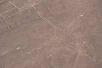 'The Hummingbird', one of the patterns of the Nazca Lines. These are lines and patterns made around 300-600 AD by removing stones from the desert floor to expose the ground beneath. Their purpose rema...