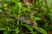 Sword-billed Hummingbird (Ensifera ensifera) in flight. Guango lodge, Cuyuja, Napo, Ecuador.
