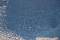 'The Condor Baby', one of the patterns of the Nazca Lines. These are lines and patterns made around 300-600 AD by removing stones from the desert floor to expose the ground beneath. Their purpose rema...