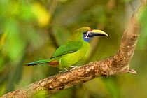 Emerald Toucanet (Aulacorhynchus prasinus). Poas Volcano National Park, Carribean Coast, Costa Rica.