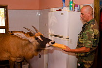 Vincent Dethier, reserve director at Fathala, feeding tame Roan Antelope (Hippotragus equinus). Toubacouta, Senegal.