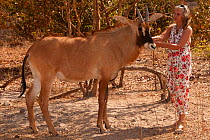 Woman interacting with tame Roan Antelope (Hippotragus equinus). Toubacouta, Senegal.