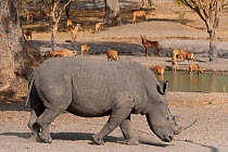 White Rhinoceros (Ceratotherium simum) at water-hole with roan antelope in the background. Captive. Toubacouta, Senegal.
