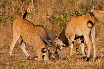 Western Giant Elands (Tragelaphus / Taurotragus derbianus) males clashing horns. Critically endangered. Captive. Fathala Reserve, Toubacouta, Senegal, 2011.