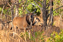 Western Giant Eland (Tragelaphus / Taurotragus derbianus), the world's largest antelope. Critically endangered. Captive. Fathala Reserve, Toubacouta, Senegal, 2011.