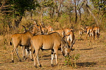 Western Giant Elands (Tragelaphus / Taurotragus derbianus), the world's largest antelope. Critically endangered. Captive. Fathala Reserve, Toubacouta, Senegal, 2011.
