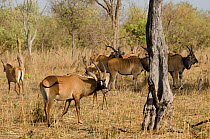 Roan Antelope (Hippotragus equinus) and Eland (Taurotragus oryx) herd. Fathala Reserve, Toubacouta, Senegal.