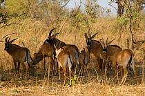 Roan Antelope (Hippotragus equinus) herd. Fathala Reserve, Toubacouta, Senegal.