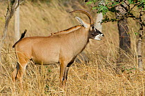 Roan Antelope (Hippotragus equinus) in profile. Fathala Reserve, Toubacouta, Senegal.