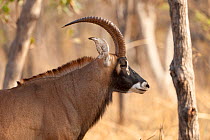 Roan Antelope (Hippotragus equinus) male in profile. Fathala Reserve, Toubacouta, Senegal.
