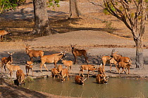 Roan Antelope (Hippotragus equinus) herd at water hole. Fathala Reserve, Toubacouta, Senegal.