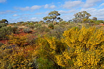 Great Victoria Desert Habitat and desert flora. Neale Junction Nature Reserve, September 2011.