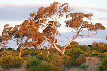 Great Victoria Desert Habitat. Connie Sue Highway, Western Australia, September 2011.