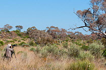 Photographer photographing Princess Parrots (Polytelis alexandrae). Neale Junction Nature Reserve, Western Australia, September.