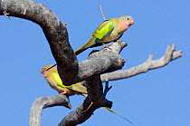 Princess Parrots (Polytelis alexandrae). Neale Junction Nature Reserve, Western Australia, September.